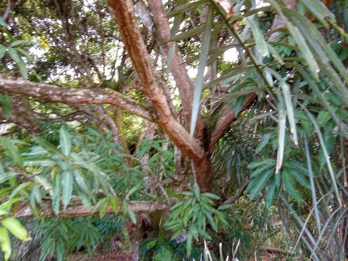 Montanha's - foto 1